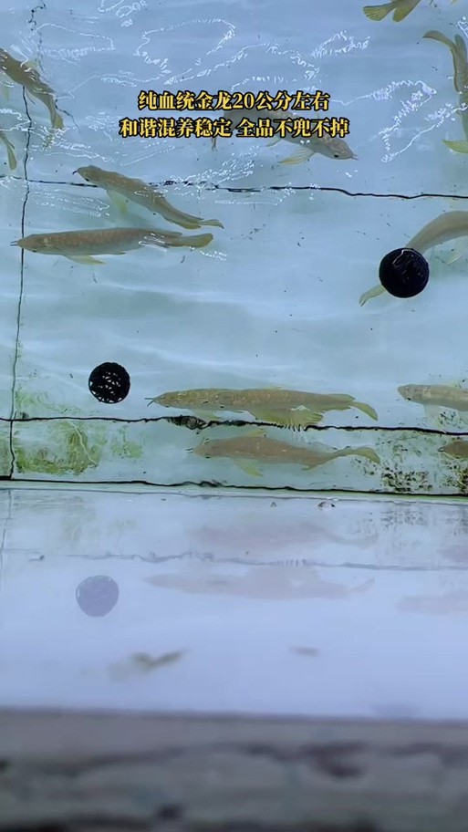 怎樣挑選龍魚幼苗圖解