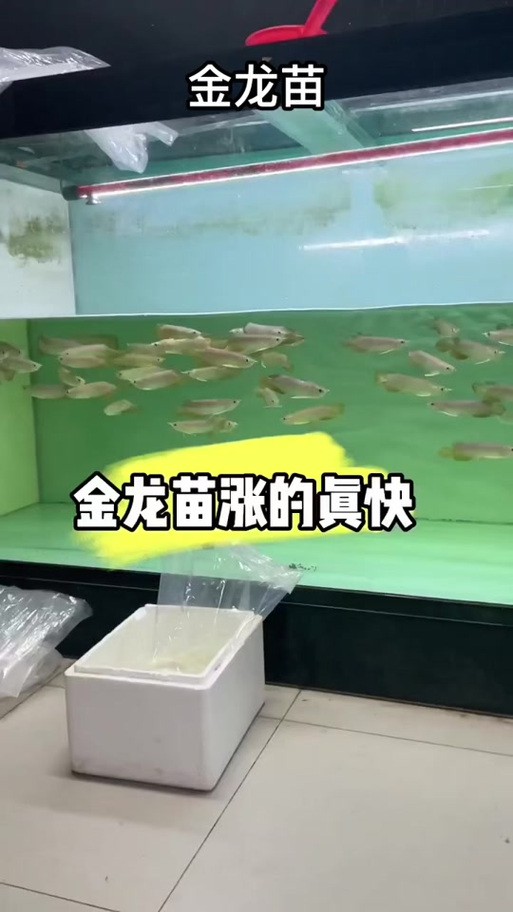怎樣挑選龍魚幼苗圖解