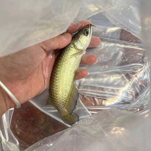 怎樣挑選龍魚幼苗圖解