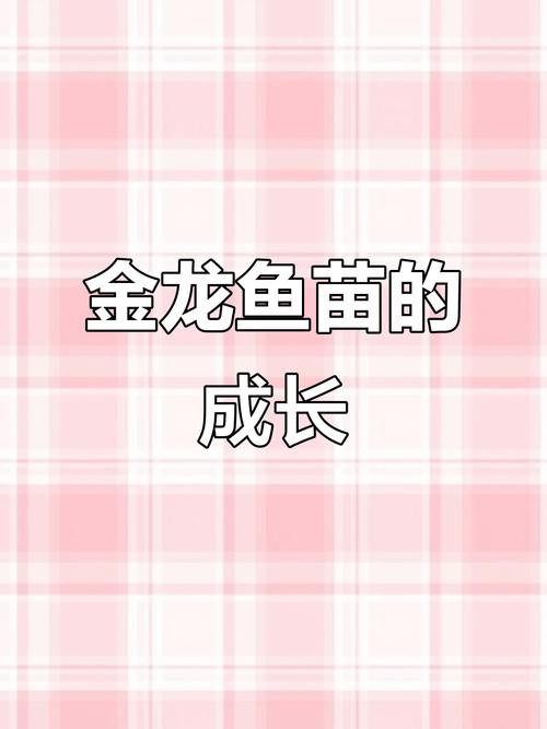 怎樣挑選龍魚幼苗圖解