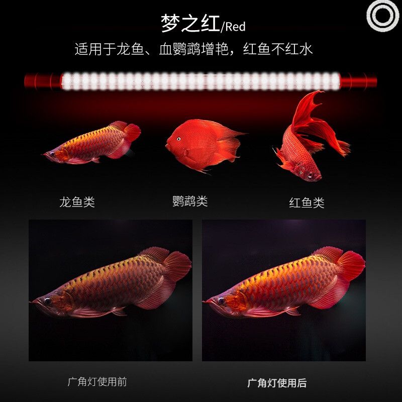 烤龍魚用的兩根燈管放在魚缸什么位置：烤龍魚用的兩根燈管放在魚缸什么位置可以提供均勻、柔和的光線