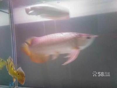 龍魚搬家最好的方法【龍魚搬家最好的方法是什么？】
