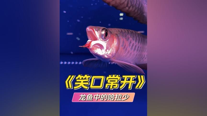 龍魚是龍還是魚：龍魚是魚而不是龍
