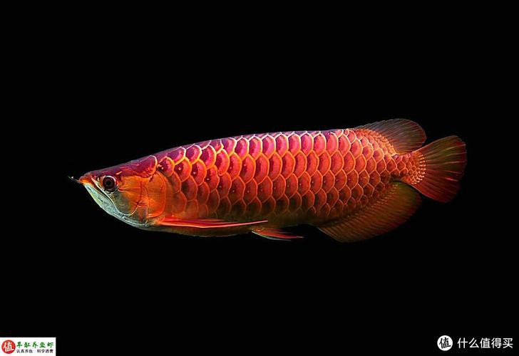 紅龍魚圖片大全大圖霸氣頭像男