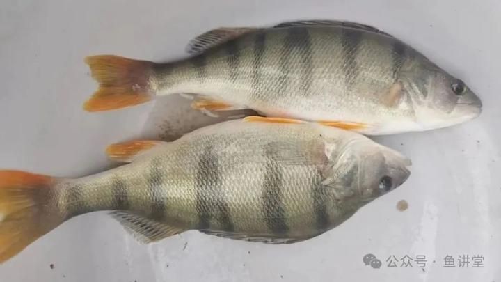 孔雀斑魚貴還是鱸魚貴