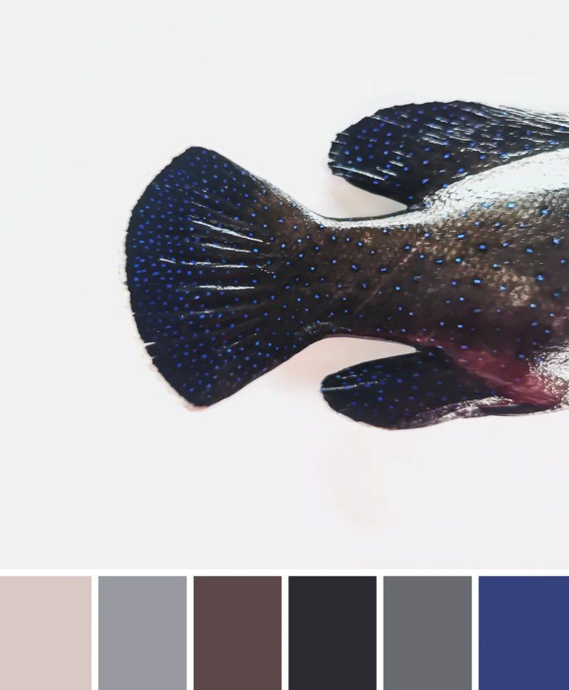 孔雀斑魚貴還是鱸魚貴