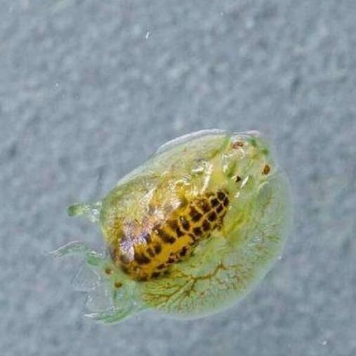 魚虱的繁殖過程是怎樣的？ 魚虱的繁殖過程是怎樣的？ 龍魚百科 第1張