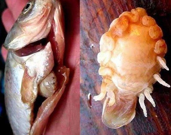 魚虱的繁殖過程是怎樣的？ 魚虱的繁殖過程是怎樣的？ 龍魚百科 第3張