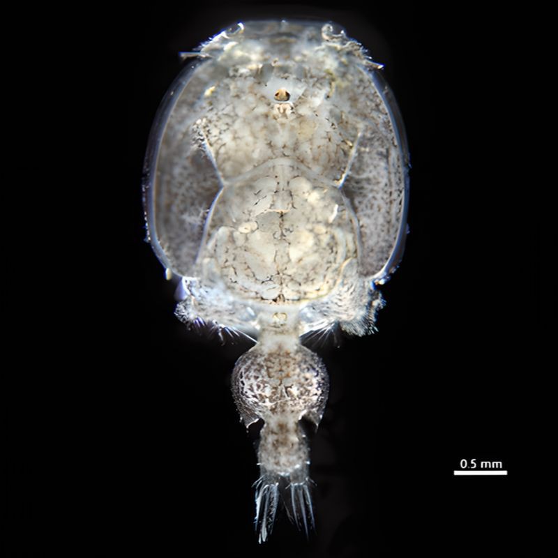 魚虱的繁殖過程是怎樣的？ 魚虱的繁殖過程是怎樣的？ 龍魚百科 第2張