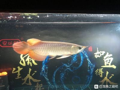 龍魚吧百度貼吧官網(wǎng)首頁：關(guān)于龍魚的一些信息