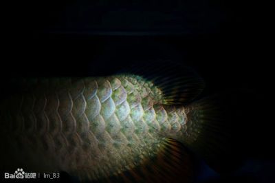 龍魚吧百度貼吧官網(wǎng)首頁：關(guān)于龍魚的一些信息