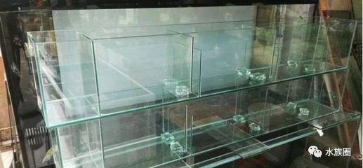 龍魚缸適合養(yǎng)什么魚最好看：龍魚混養(yǎng)的最佳水族箱布局