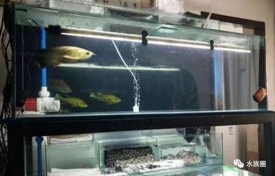 龍魚缸適合養(yǎng)什么魚最好看：龍魚混養(yǎng)的最佳水族箱布局