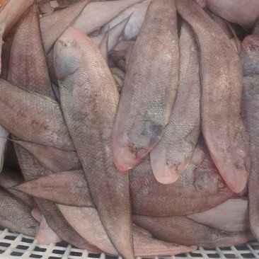 龍利魚多少錢一斤