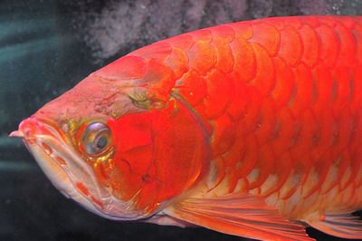 頂級紅龍魚高清壁紙紅龍魚壁紙資源：頂級紅龍魚壁紙紅龍魚壁紙資源