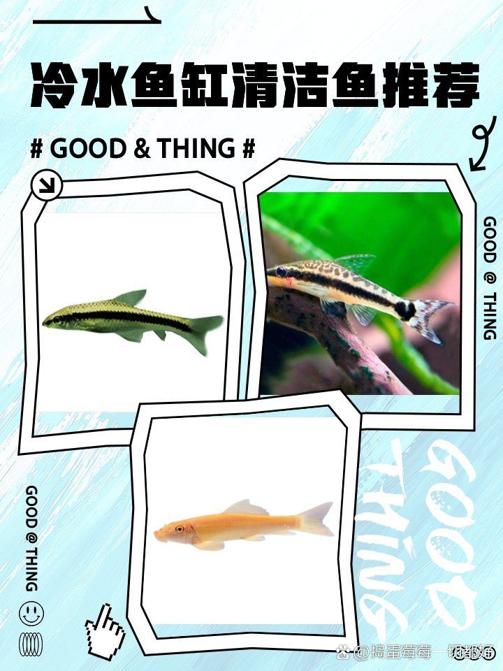 哪些清潔魚不吸魚也不啃魚