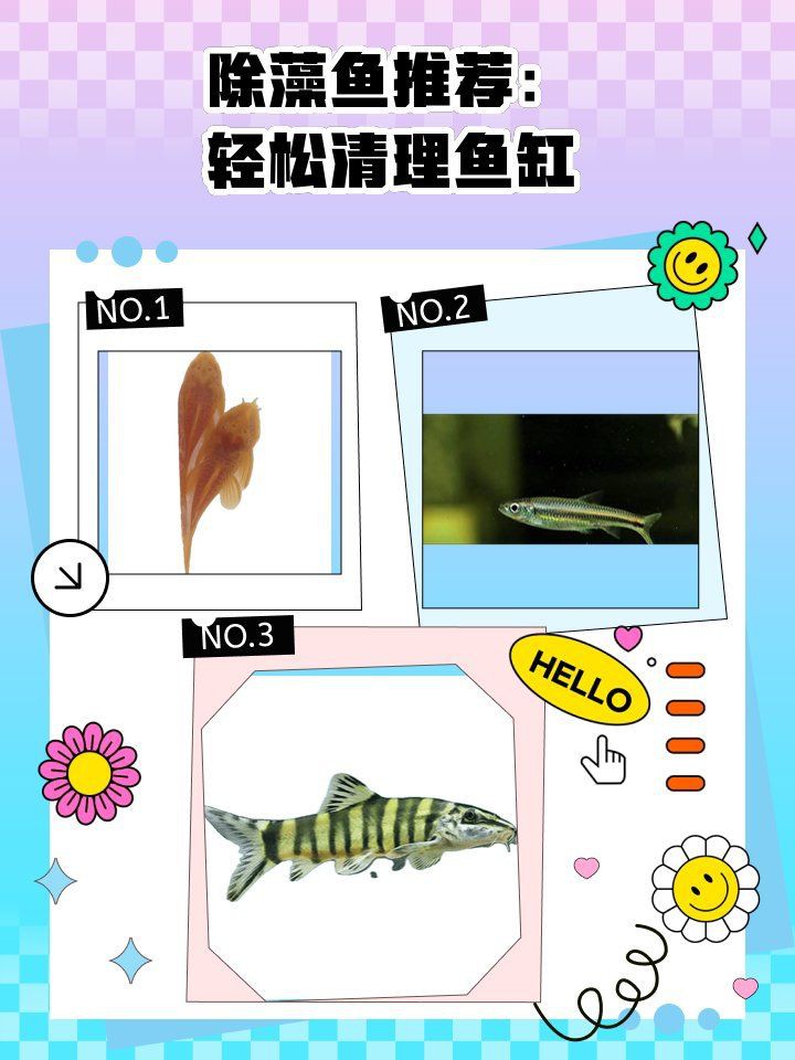 哪些清潔魚不吸魚也不啃魚