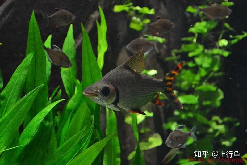 哪些清潔魚不吸魚也不啃魚
