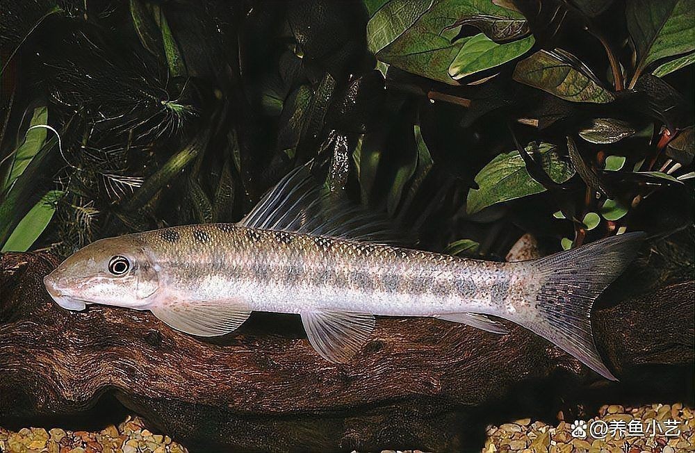 哪些清潔魚不吸魚也不啃魚