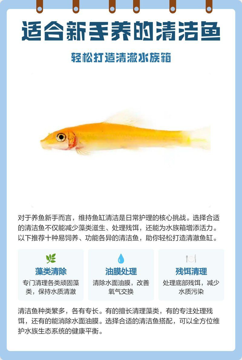 哪些清潔魚不吸魚也不啃魚