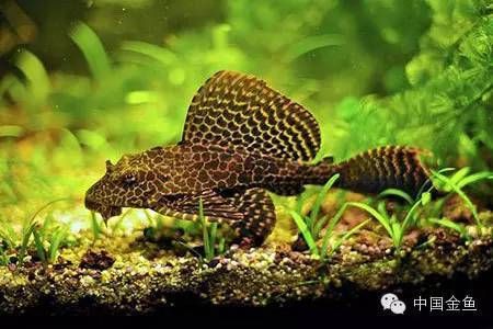 哪些清潔魚不吸魚也不啃魚