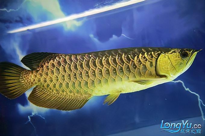 號半龍魚和紅龍魚有什么區(qū)別？