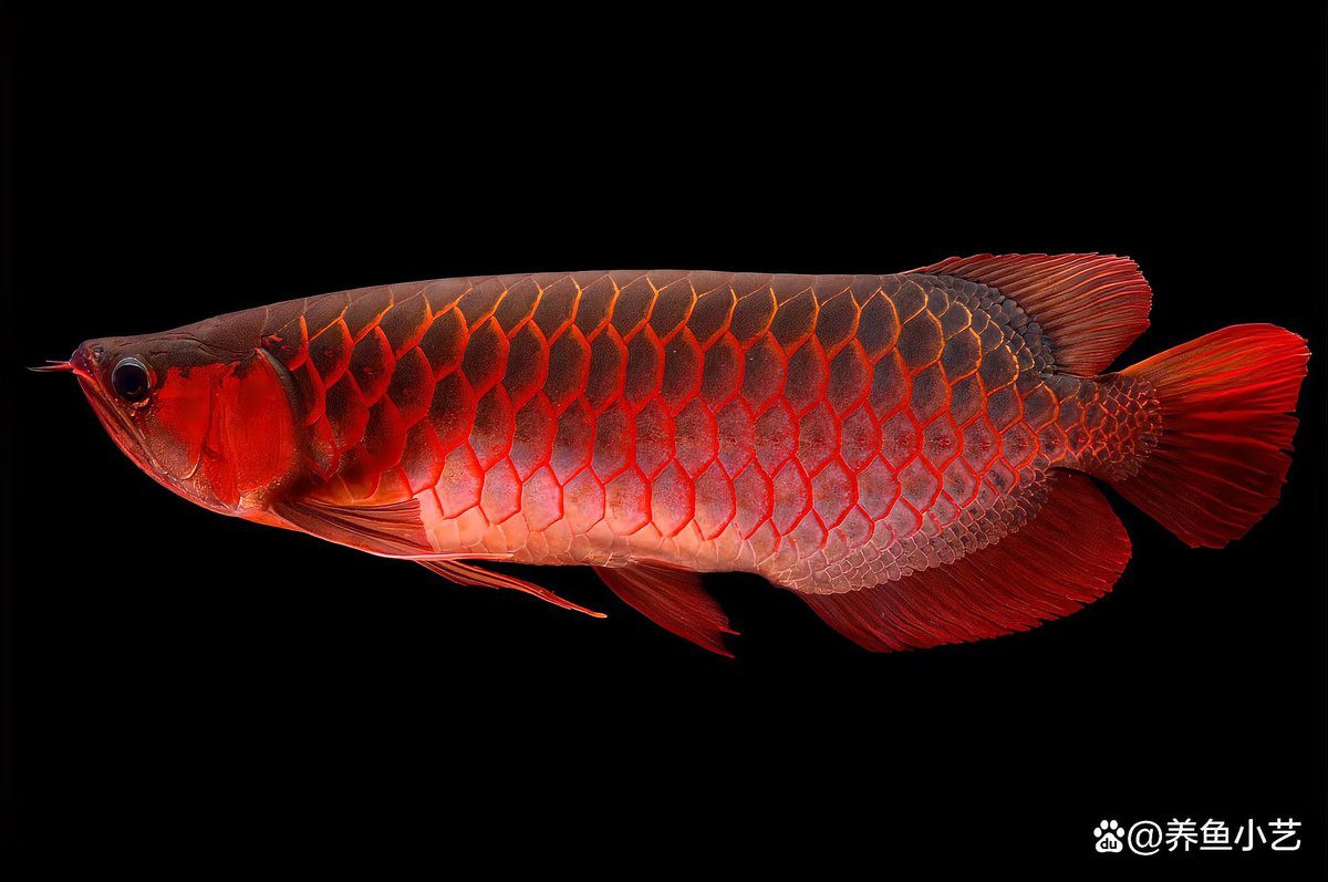 號半龍魚和紅龍魚有什么區(qū)別？