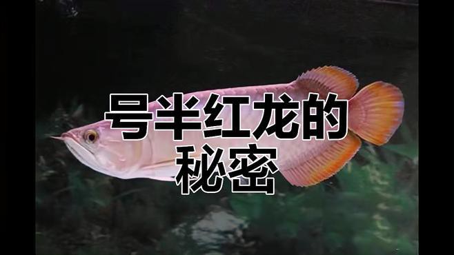 號半龍魚和紅龍魚有什么區(qū)別？
