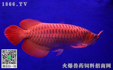 金龍魚生長周期【金龍魚生長速度較快