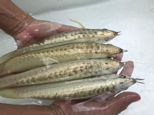 龍魚怎么調理胃腸道疾病：如何調理龍魚的胃腸道疾病