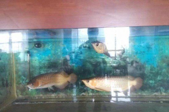 金龍魚拍賣2000萬元最高價格