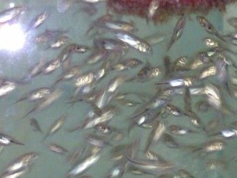 巴西亞魚苗市場需求變化：巴西亞魚苗價格波動原因探究巴沙魚新品種研發進展
