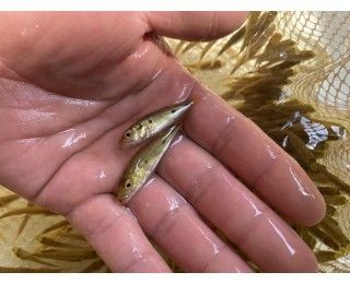 巴西亞魚苗市場需求變化：巴西亞魚苗價格波動原因探究巴沙魚新品種研發進展