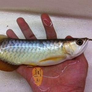 馬來西亞龍魚多少錢一條啊：金頭過背金龍魚在馬來西亞的價(jià)格大約在馬幣1600元之間