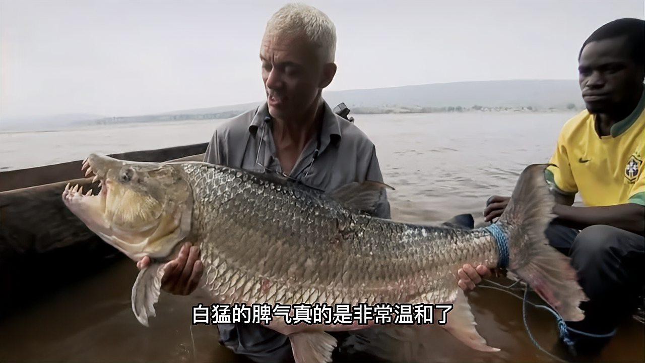 有哪些適合混養(yǎng)的魚種？