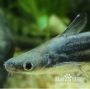 龍魚和虎鯊可以混養嘛：龍魚與虎鯊是否能混養一直存在爭議，有觀點認為只要管理得當