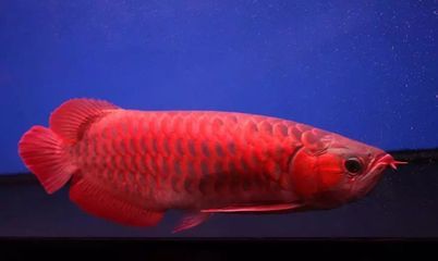 紅龍魚去哪里買比較好一點(diǎn)（買紅龍魚哪家水族店品質(zhì)好？）