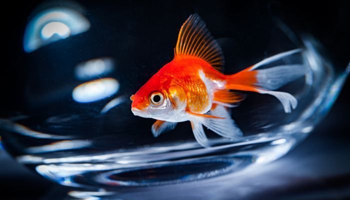 魚缸擺放客廳哪個方位最佳（客廳魚缸擺放在客廳哪些方位不宜如何判斷住宅的兇方）