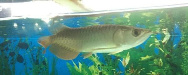 過(guò)背金龍魚(yú)10多斤能長(zhǎng)多大（過(guò)背金龍魚(yú)一個(gè)月能長(zhǎng)多大？）