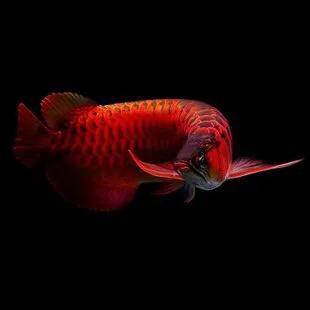 印尼大湖紅龍魚