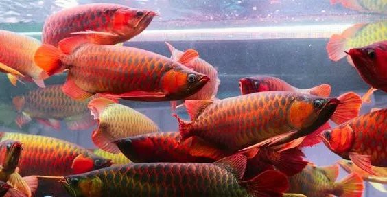 印尼大湖紅龍魚