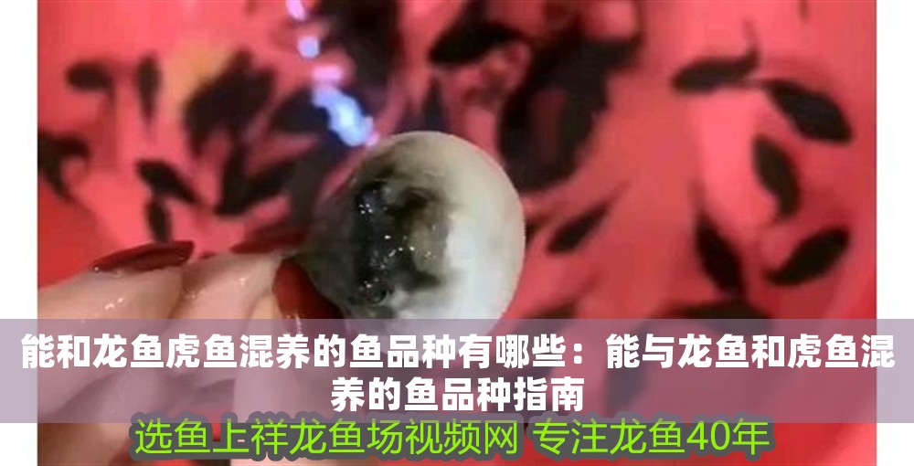 能和龍魚虎魚混養(yǎng)的魚品種有哪些：能與龍魚和虎魚混養(yǎng)的魚品種指南