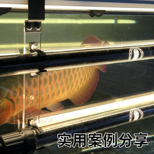 金龍魚缸燈擺放圖