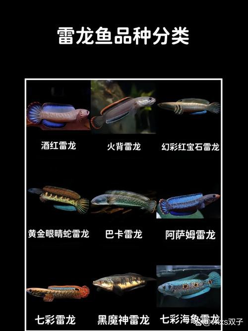 浙江有雷龍魚嗎圖片