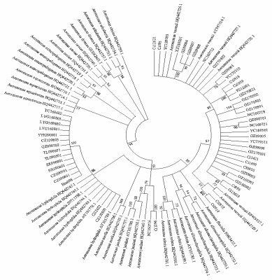 龍魚細菌感染的死亡率有多高？