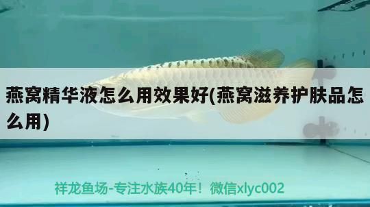 龍魚水溫低于20度會怎樣：如何預防龍魚水溫驟降