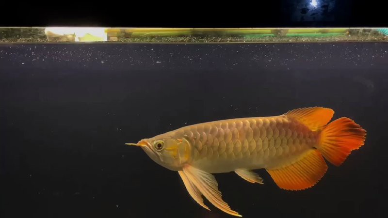 播放紅龍魚的圖片和視頻