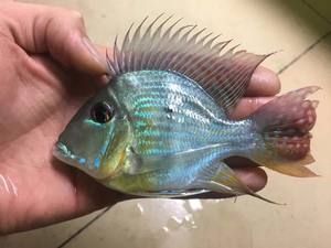 祥龍魚場品牌龍魚40年：祥龍魚場品牌發展歷程