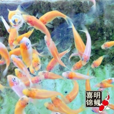 喂龍魚吃的小紅魚叫什么魚名字：喂龍魚吃的小紅魚叫什么