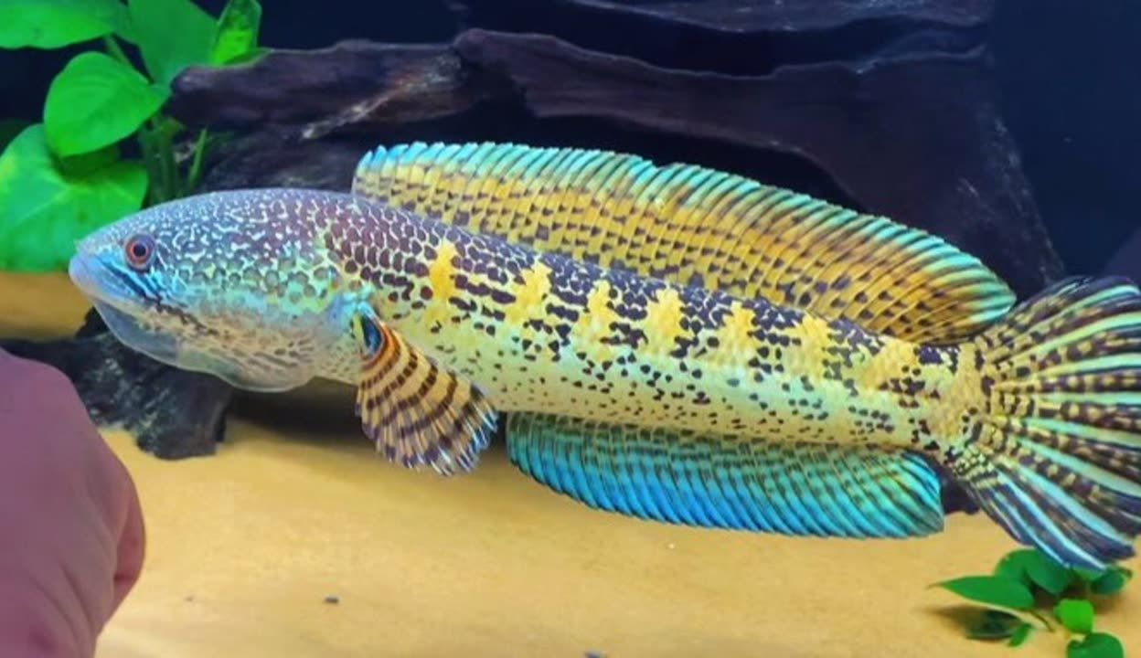 雷龍魚哪種最大（目前已知的最大雷龍魚品種，非洲雷龍魚與雷龍魚的區別）